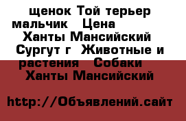 щенок Той-терьер мальчик › Цена ­ 10 000 - Ханты-Мансийский, Сургут г. Животные и растения » Собаки   . Ханты-Мансийский